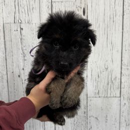 Trixie light purple - Black and red female German Shepherd puppy in Herrick, South Dakota from Dakota Shepherds Kennels