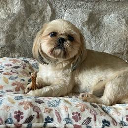 Mabel - Cream female Shichon puppy in Seymour, Tennessee from Mel’s Teddy Bear Puppies