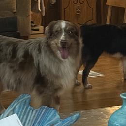 Miniature Australian Shepherds from Skye’s Waggin’ Aussies