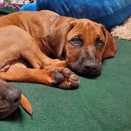 Rhodesian Ridgeback Puppies from Amy's Rhodesian Ridgebacks