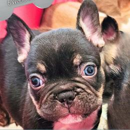 Boy 3 - Braniac - Tricolors male French Bulldog puppy in Elberton, Georgia from Ioney's Southern Paws Shelties, Frenchies, and Yorkies