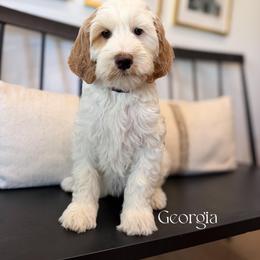 Georgia - Red female Australian Labradoodle puppy in Cave Creek, Arizona from Welcome Home Doodles