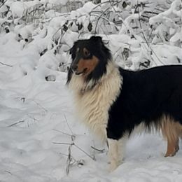 Collies from Dragonfen Collies