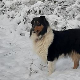 Collies from Dragonfen Collies