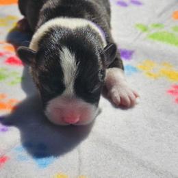 Sapphire - Brindle and white female American Corgi puppy in Boise, Idaho from Porter Creek Corgis
