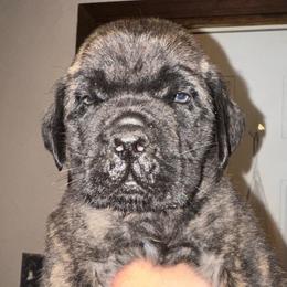 Toby - Brindle male Mastiff puppy in Carthage, Missouri from Mama’s Mastiffs