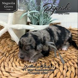 Riptide - Grey Collar - Blue merle male Aussiedoodle puppy in Oxford, Alabama from Magnolia Grove Doodles
