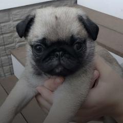 Pugs from Daisy Neese's Pugs