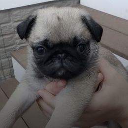 Pugs from Daisy Neese's Pugs