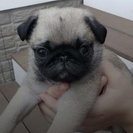 Pugs from Daisy Neese's Pugs