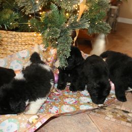 Girl 2 - Black female Newfoundland puppy in Ellendale Forge, Pennsylvania from Opening Heavens Doors Newfoundlands