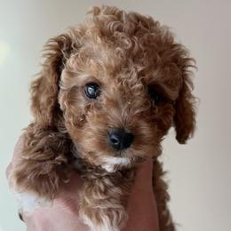 Strawberry - Red female Cavapoo puppy in Greenville, South Carolina from Reedy River Doodles