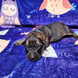 Gasket - Sable male German Shepherd puppy in Los Lunas, New Mexico from Mali's German Shepherds LLC