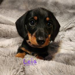 Dachshund Puppies from Circle F Wired Wieners