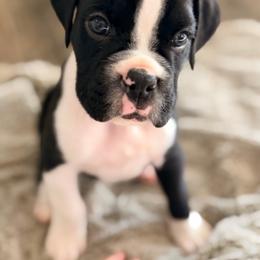 Diego - Brindle male Boxer puppy in Murrieta, California from Boxerpupziesrock
