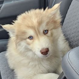 Starlight - Red and white Siberian Husky puppy in Springfield, Ohio from Blue Moon's Huskies