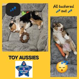 Toy Australian Shepherd Puppies from Reflections of Star Crest Kennel