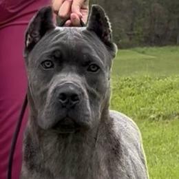 Cane Corso All Grown Up from MVK9