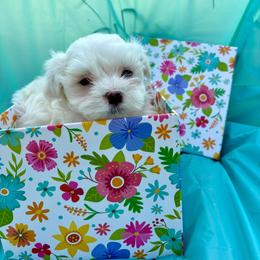Mojo - White male Maltese puppy in Polo, Missouri from Purely Maltese