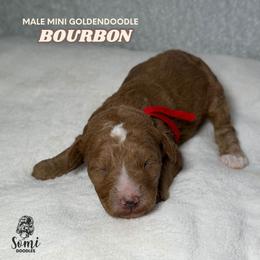 Bourbon - Red  male Goldendoodle puppy in Palmetto Bay, Florida from SOMIDOODLES