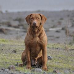 Chesapeake Bay Retrievers and Labrador Retrievers from Skookum Creek Retrievers