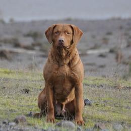 Chesapeake Bay Retrievers and Labrador Retrievers from Skookum Creek Retrievers