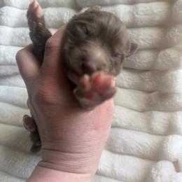 Fenneko - Red and white female Siberian Husky puppy in London, Ohio from Rose Trail Siberian’s