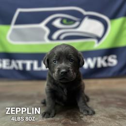 Zeppelin - Charcoal male Dilute Retriever puppy in Puyallup, Washington from 12 Door Farm Labradors