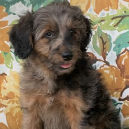 Aussiedoodle Puppies from Seattle Aussiedoodles