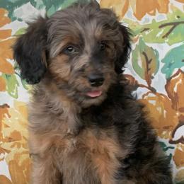 Aussiedoodle Puppies from Seattle Aussiedoodles