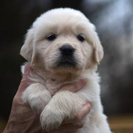 Honey - Light golden female Golden Retriever puppy in Hagerstown, Maryland from Pinewood Acres Goldens