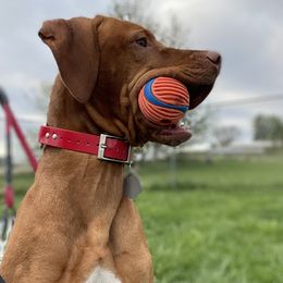 Rooster - Vizsla