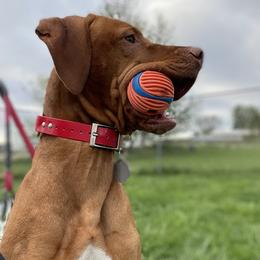 Rooster - Vizsla