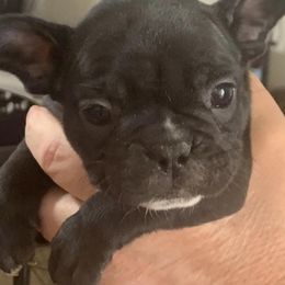 French Bulldogs from Stewart’s Kennels