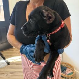 Freya - Black female Cane Corso puppy in Lubbock, Texas from Hub City Kennel