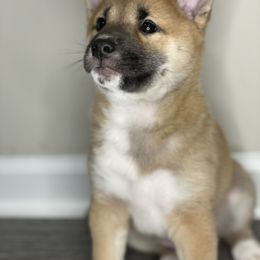 Shiba Inu Puppies from Shiba Inu Loving Care