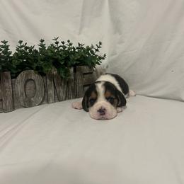 Girl 2 - White black and tan female Beagle puppy in Newman, California from Valley Beagles