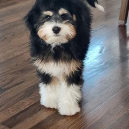 Bernedoodle All Grown Up from King's Doodles