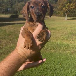 Frankenweenie - Brindle male Dachshund puppy in Milroy, Pennsylvania from Not Your Average Weiner