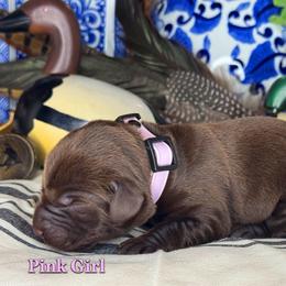 Pink Girl - Chocolate female Labrador Retriever puppy in Plymouth, North Carolina from Duck Creek Kennels