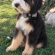 Hank