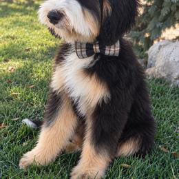 Hank - Bernedoodle
