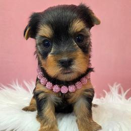Rosie - Blue and gold female Yorkshire Terrier puppy in Monticello, Iowa from Ashley’s Puppies