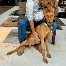 Maverick - Vizsla