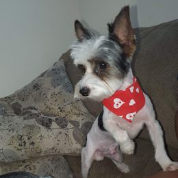 Chase - Yorkshire Terrier