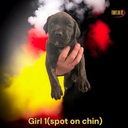 Mastiff Puppies from FrontlineK9 Boarding & Training LLC