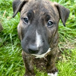 Bull Terrier Puppies from Lynn Hill Bull Terriers