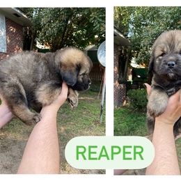 Neapolitan Mastiff and Tibetan Mastiff Puppies from Carolina Coastal Mastinos