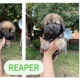 Neapolitan Mastiff and Tibetan Mastiff Puppies from Carolina Coastal Mastinos
