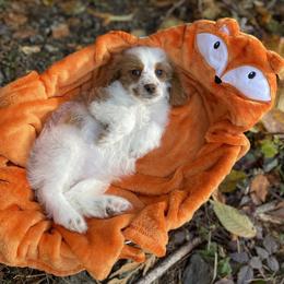 Cavapoo, Cockapoo, and Poodle Puppies from Heavenly puppies to love